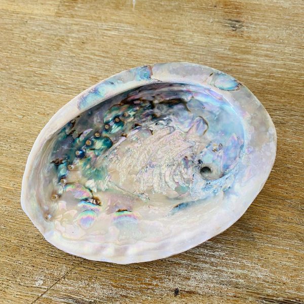 Coquille d'ormeau 15-16 cm